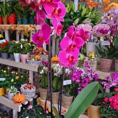 Orchidea