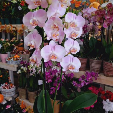 Orchidea