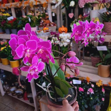 Orchidea