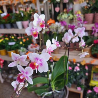 Orchidea