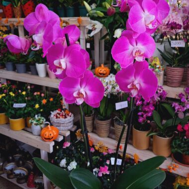 Orchidea