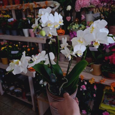 Orchidea