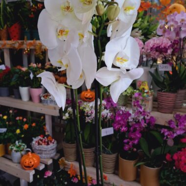 Orchidea