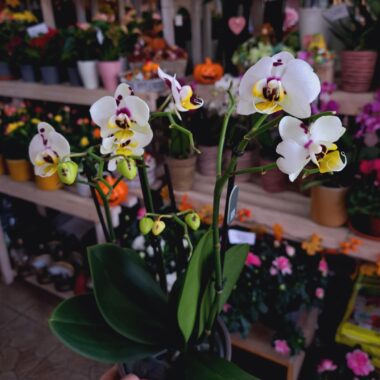 Orchidea