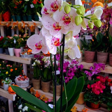 Orchidea