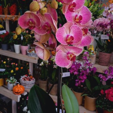 Orchidea