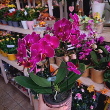 Orchidea